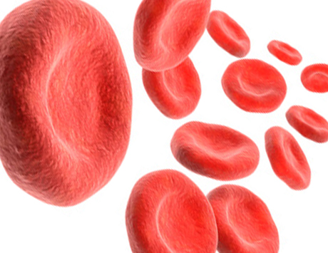 Ciężki wrodzony niedobór białka C: zastosowanie koncentratów białka C pochodzenia ludzkiego w leczeniu substytucyjnym w przypadku zagrażających życiu powikłań zakrzepowych