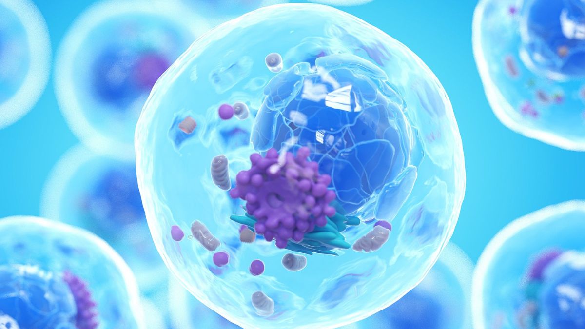 Wpływ kondycjonowania przed przeszczepem mutacji NPM1 i mierzalnej choroby resztkowej...