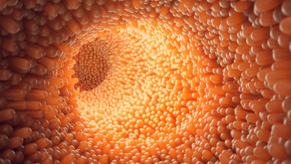 Cytrulina jako predyktor rozwoju ostrej choroby przeszczep przeciwko gospodarzowi