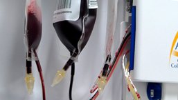 Czy MBL i PBL mogą być transmitowane w transfuzji?
