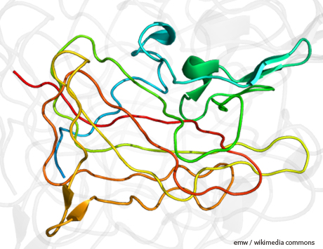 Indukcja immunotolerancji u chorych na hemofilię A powikłaną inhibitorem – jakie...