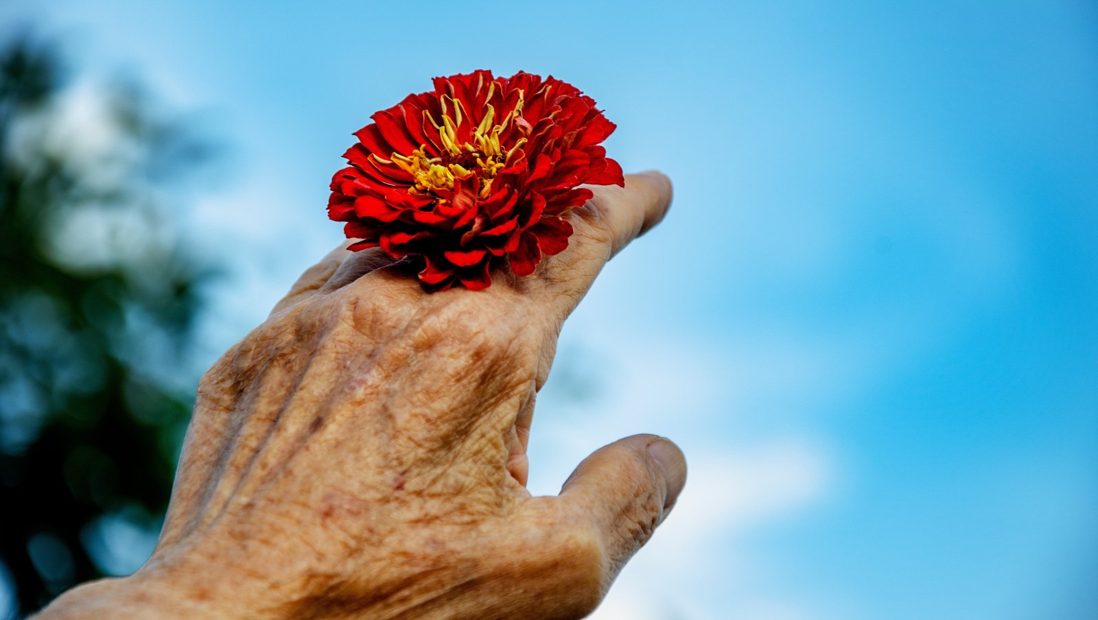 Polipragmazja oraz stosowanie nieodpowiednich leków u starszych pacjentów z nowotworami hematologicznymi