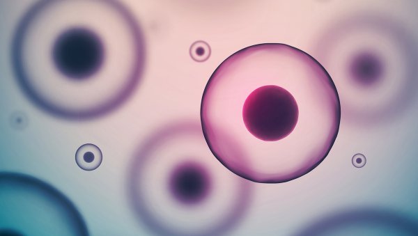 Haploidentyczne HSCT w chłoniaku Hodgkina - rola indeksu schorzeń współistniejących oraz przedtransplantacyjnej oceny PET