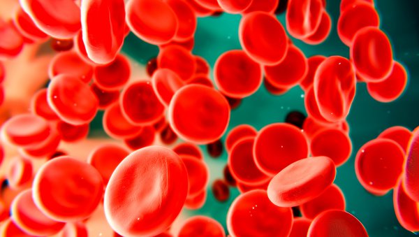 Indukcja tolerancji immunologicznej u chorych na hemofilię A