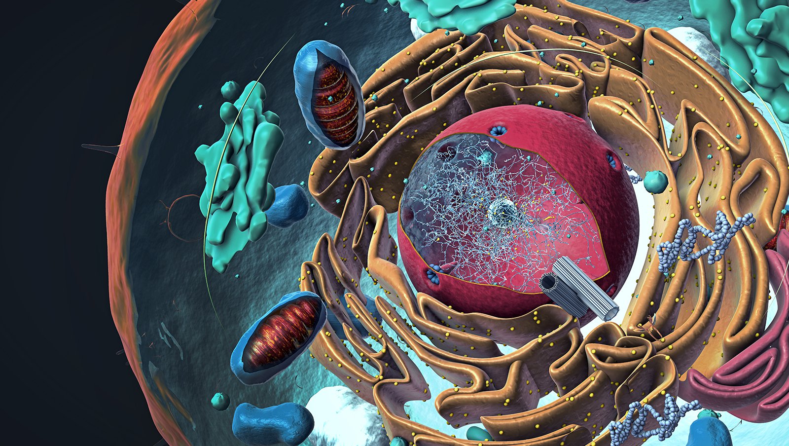 Aktualizacja wiedzy na portalu. Dział "Inne mieloproliferacje"