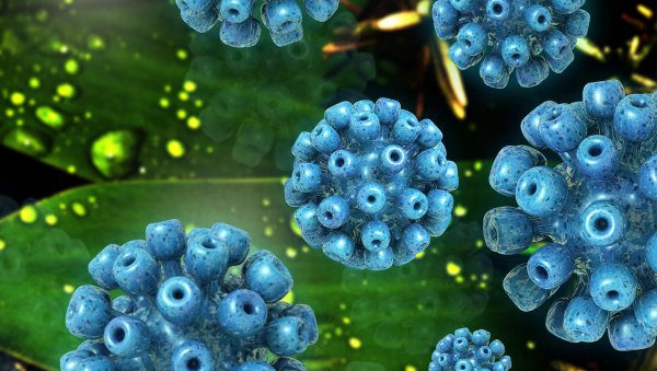 Jak leczyć chorych na NHL ze współistniejącą infekcją HCV?