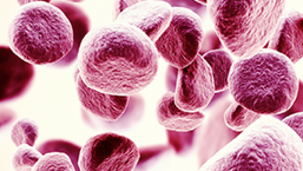 Kliniczny i immunologiczny wpływ blokady CCR5 w profilaktyce choroby przeszczep przeciw gospodarzowi