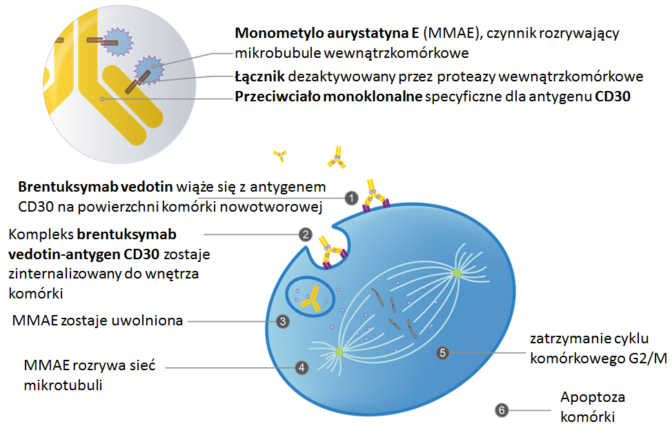 mechanizm działania brentuksymabu vedotin
