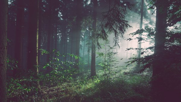 Natura na recepcie