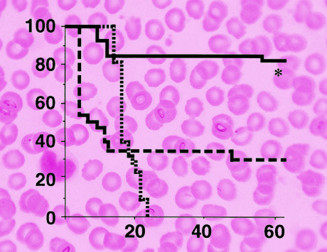 Sirolimus plus bortezomib – skuteczna profilaktyka GVHD nie wpływająca ujemnie na GVL