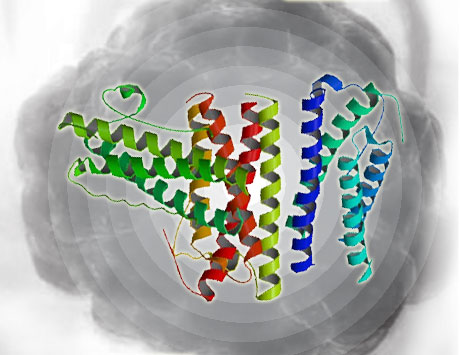 Opis przypadku przedawkowania pegfilgrastimu u pacjenta z chłoniakiem T-komórkowym