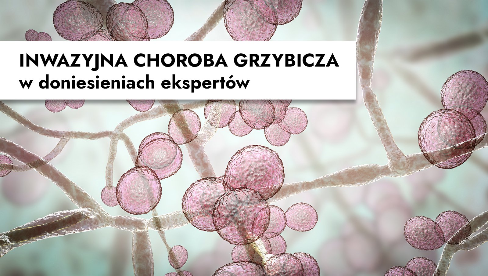 Nowa zakładka w dziale Edukacja | Inwazyjna choroba grzybicza