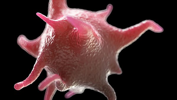 Płytki opłaszczone białkami prokoagulacyjnymi (coated platelets)
