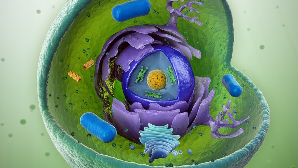 Porównanie skuteczności nowych schematów zawierających leki immunomodulujące w terapii...