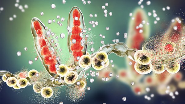 Prof. Lidia Gil na temat dylematów w leczeniu pacjentów z inwazyjną chorobą grzybiczą...