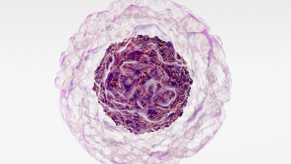 Przeszczepienie allogenicznych komórek macierzystych krwiotworzenia  u młodych dorosłych z pierwotnymi niedoborami odporności