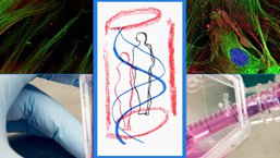 Regenerative potential of bone marrow derived cells used fresh or propagated in clinical setting,<br/>14-16 December 2015, Wroclaw