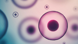 Rola przeszczepienia autologicznych krwiotwórczych komórek macierzystych u młodszych chorych na szpiczaka plazmocytowego w roku 2016 - na podstawie „PIERWSZYCH” wyników badania HOVON