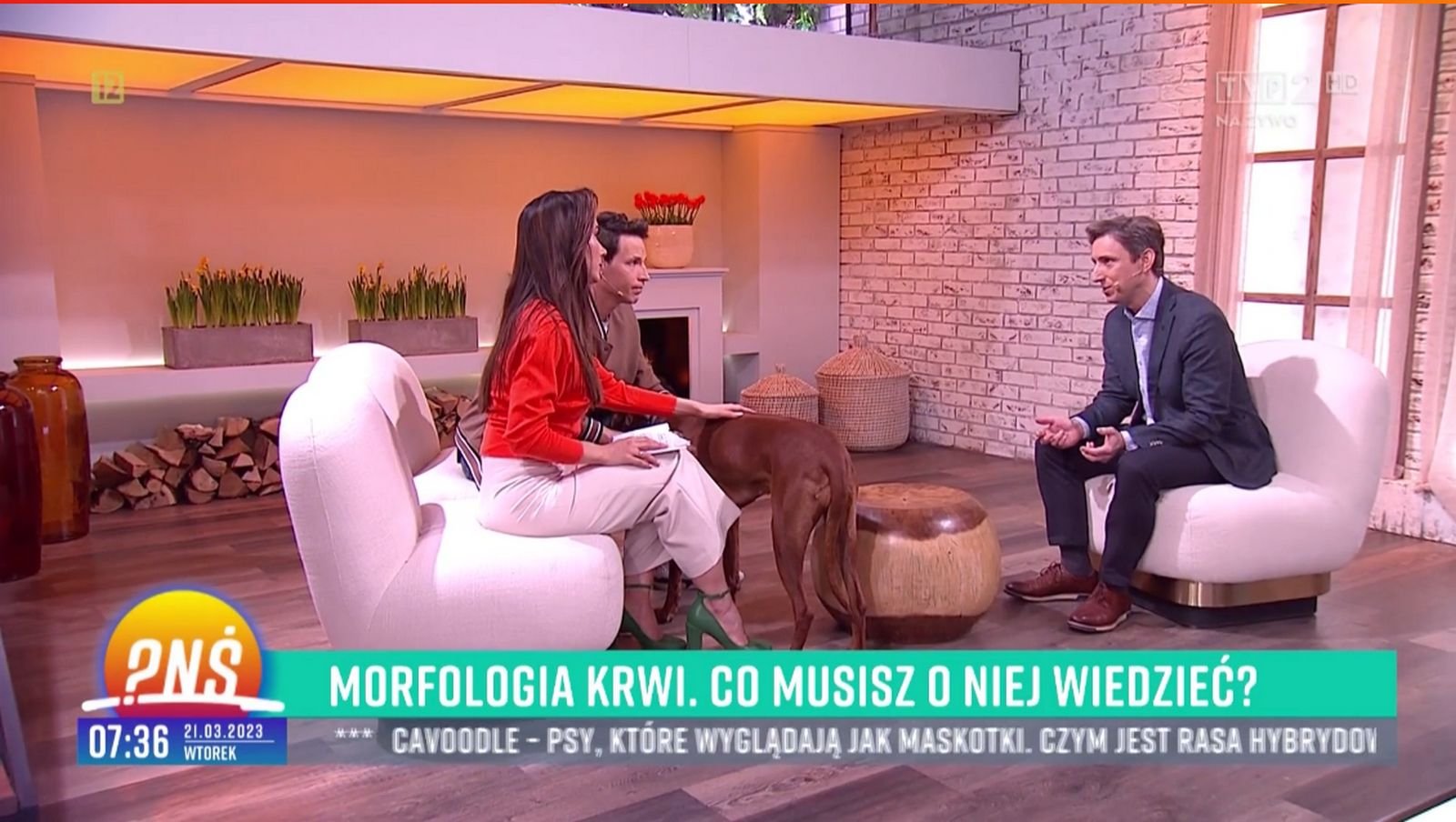 Prof. Grzegorz Basak: Morfologia krwi. Co musisz o niej wiedzieć?