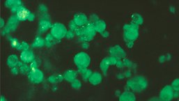 Skuteczność oraz bezpieczeństwo mobilizacji komórek macierzystych z wykorzystaniem...