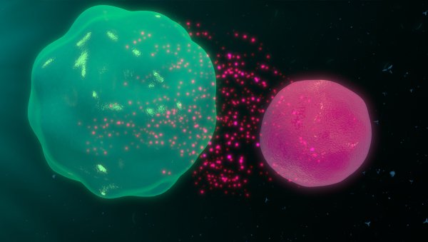 Skuteczność i bezpieczeństwo blokady CD47 w DLBCL i FL