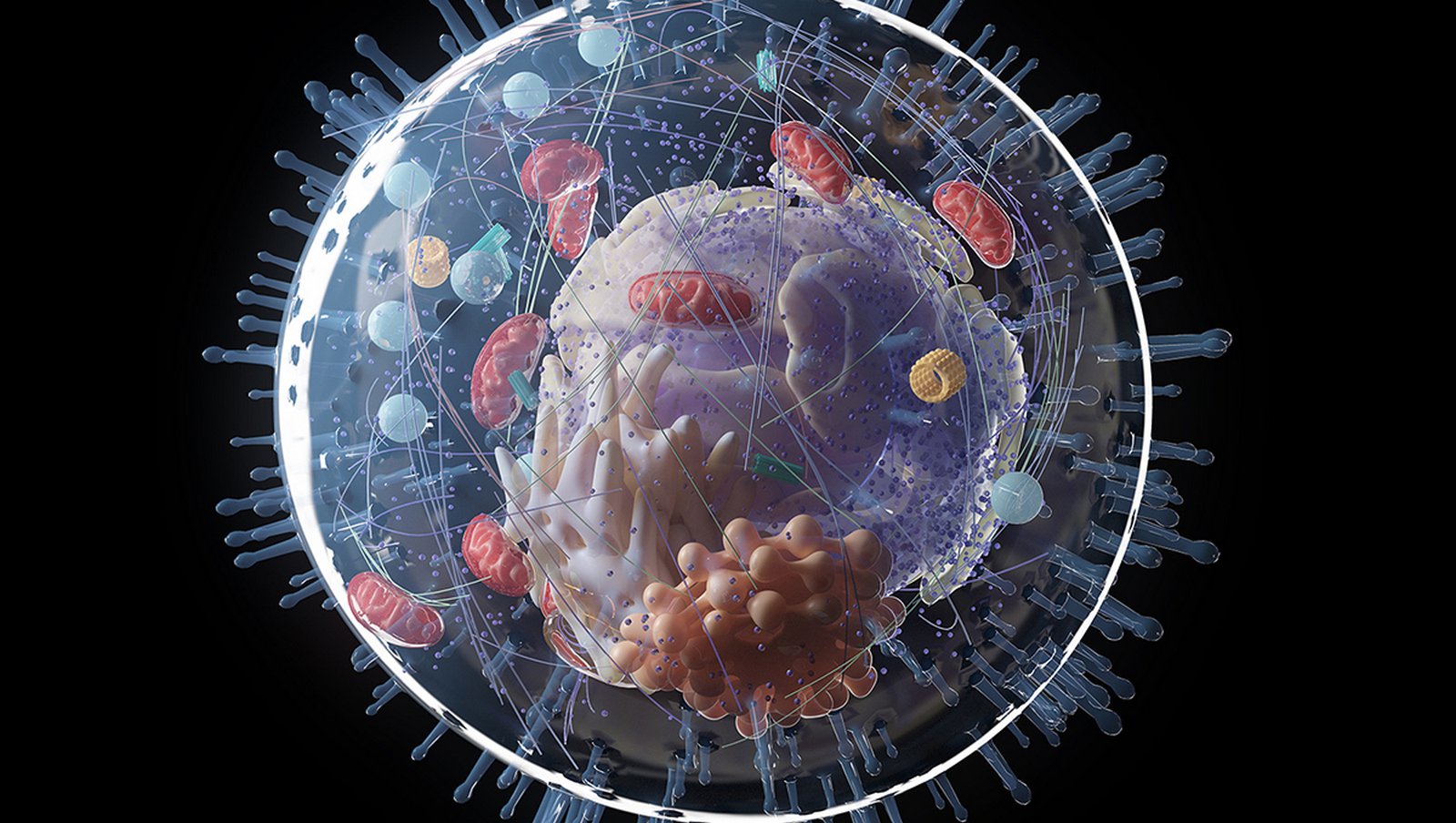 Zastosowanie daratumumabu, lenalidomidu, bortezomibu i deksametazonu w leczeniu...