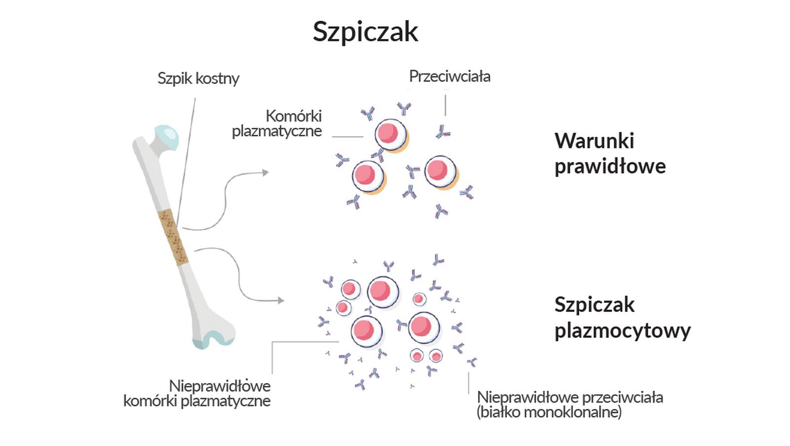 Bortezomib: Karta informacyjna