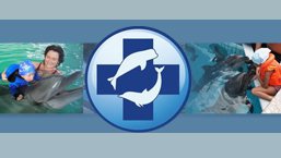 Wspomóżmy budowę Górnośląskiego Centrum Delfinoterapii