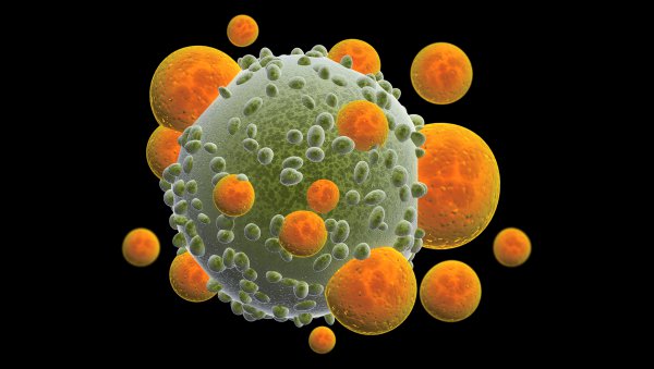 Zmodyfikowane limfocyty T skierowane przeciwko antygenowi BCMA obiecującą opcją leczenia nawrotowego szpiczaka plazmocytowego