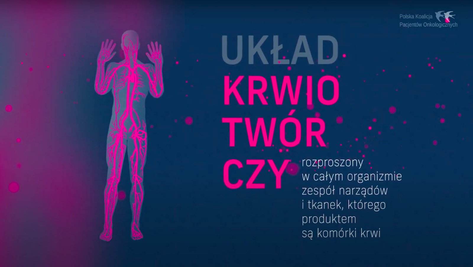 Układ krwiotwórczy | Część I - Budowa układu krwiotwórczego